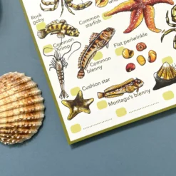 Rockpool Life Spotting Notepad -Toy Series Store 17d62b3ccf536e9576ee187f7defc6b7b8388b5c577ea2cd39407b0a994229af