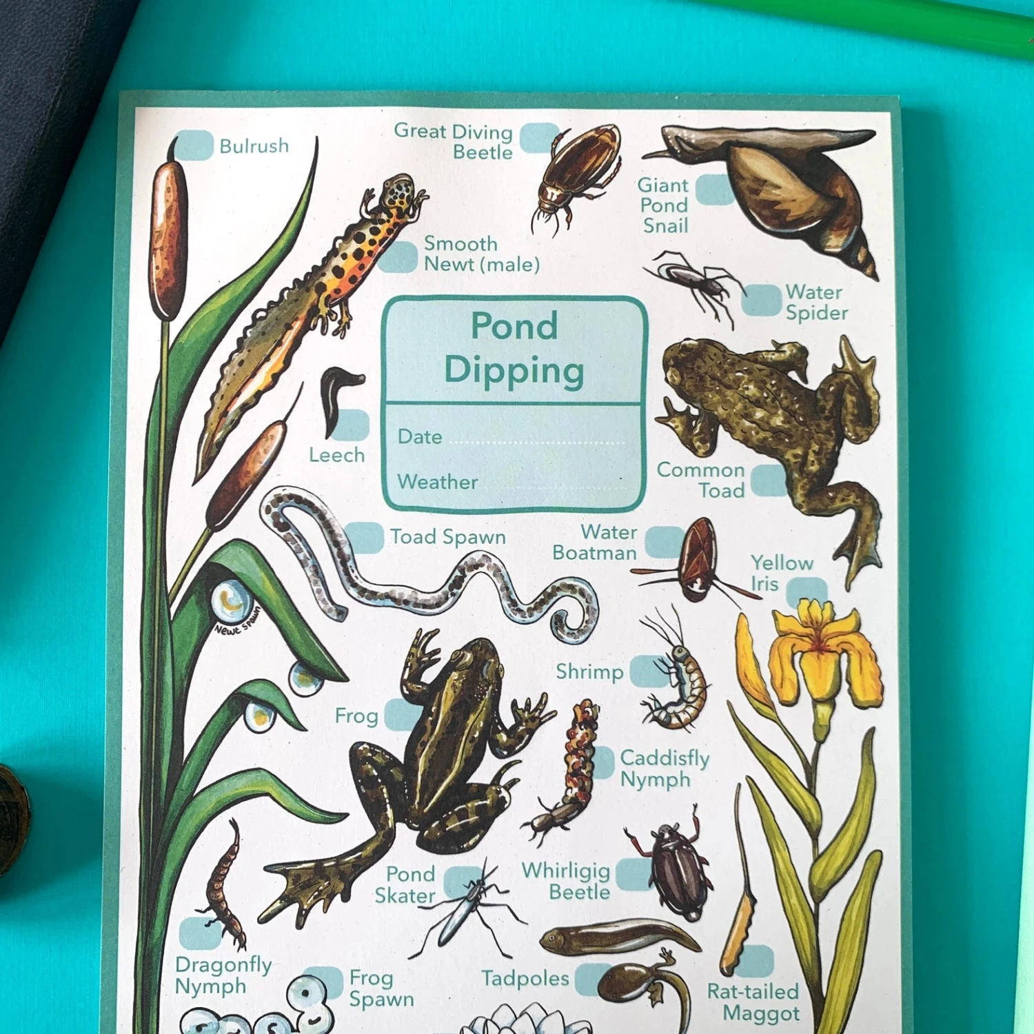 Pond Dipping Wildlife Spotting Notepad 1 Pond Dipping Wildlife Spotting Notepad