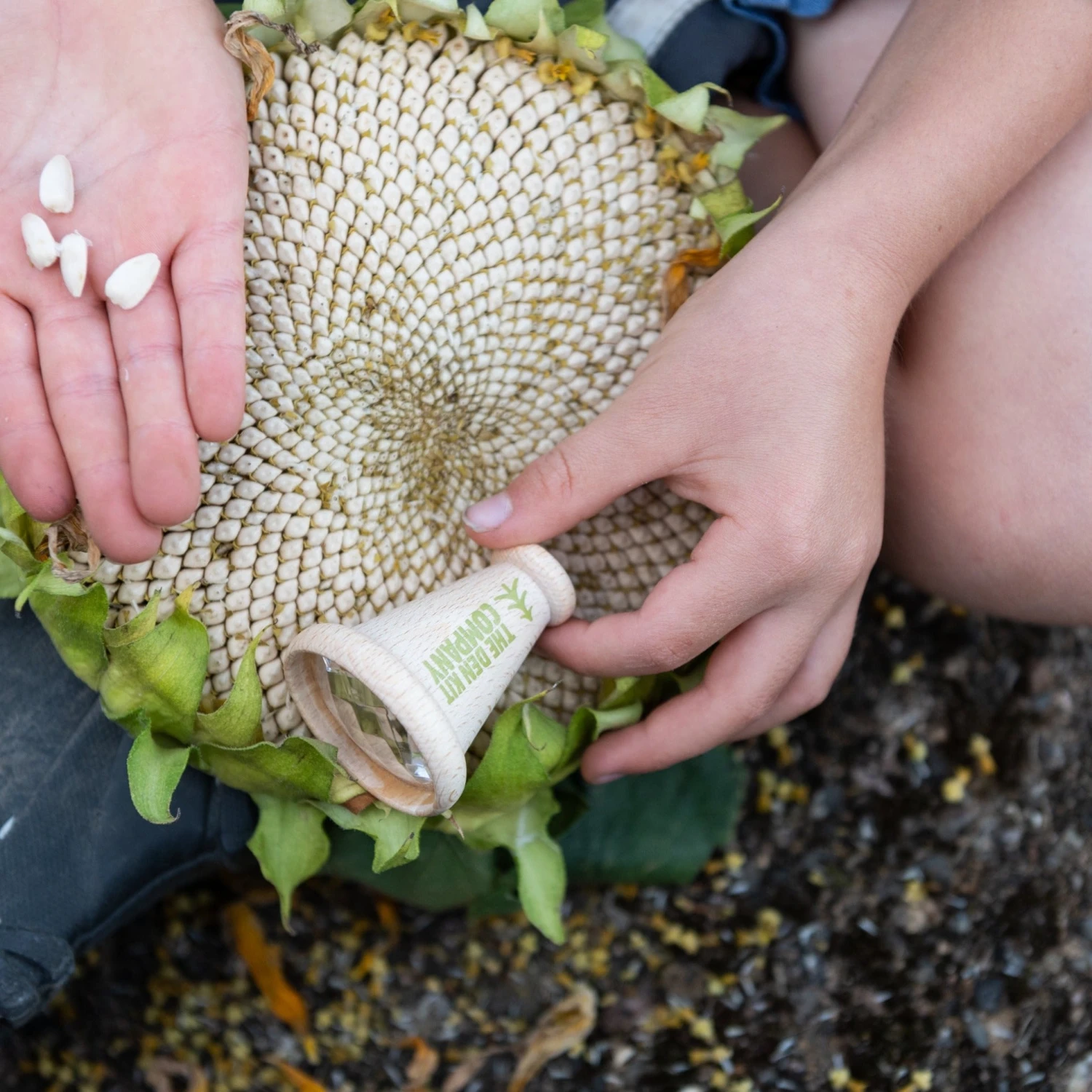 Patterns In Nature Kit 3 Patterns In Nature Kit - Image 3