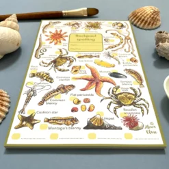 Rockpool Life Spotting Notepad -Toy Series Store 95cf98809635bb46b032defcc7aea0fdd88798f6f911fb58c3d1b762bdca71cd