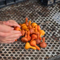 Mandala Pumpkins 12 Mandala Pumpkins -Toy Series Store Art23 252MandalapumkinsDSC06024JoguinesGrapat