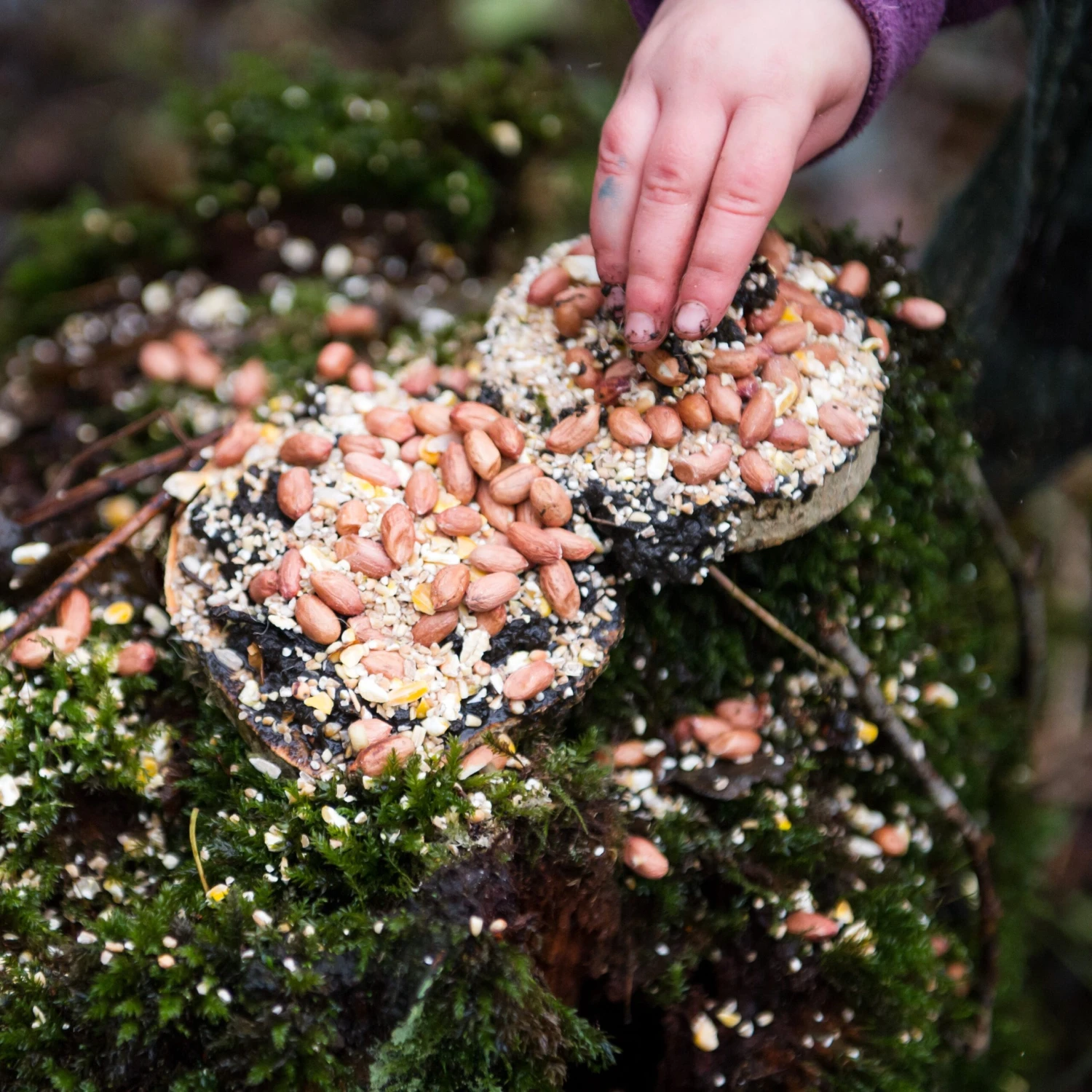 Make A Pizza For The Birds Kit 3 Make A Pizza For The Birds Kit - Image 3