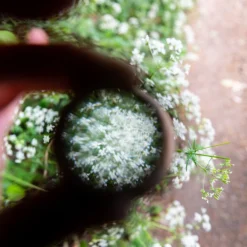 Patterns In Nature Kit 12 Patterns In Nature Kit -Toy Series Store DSC 8676