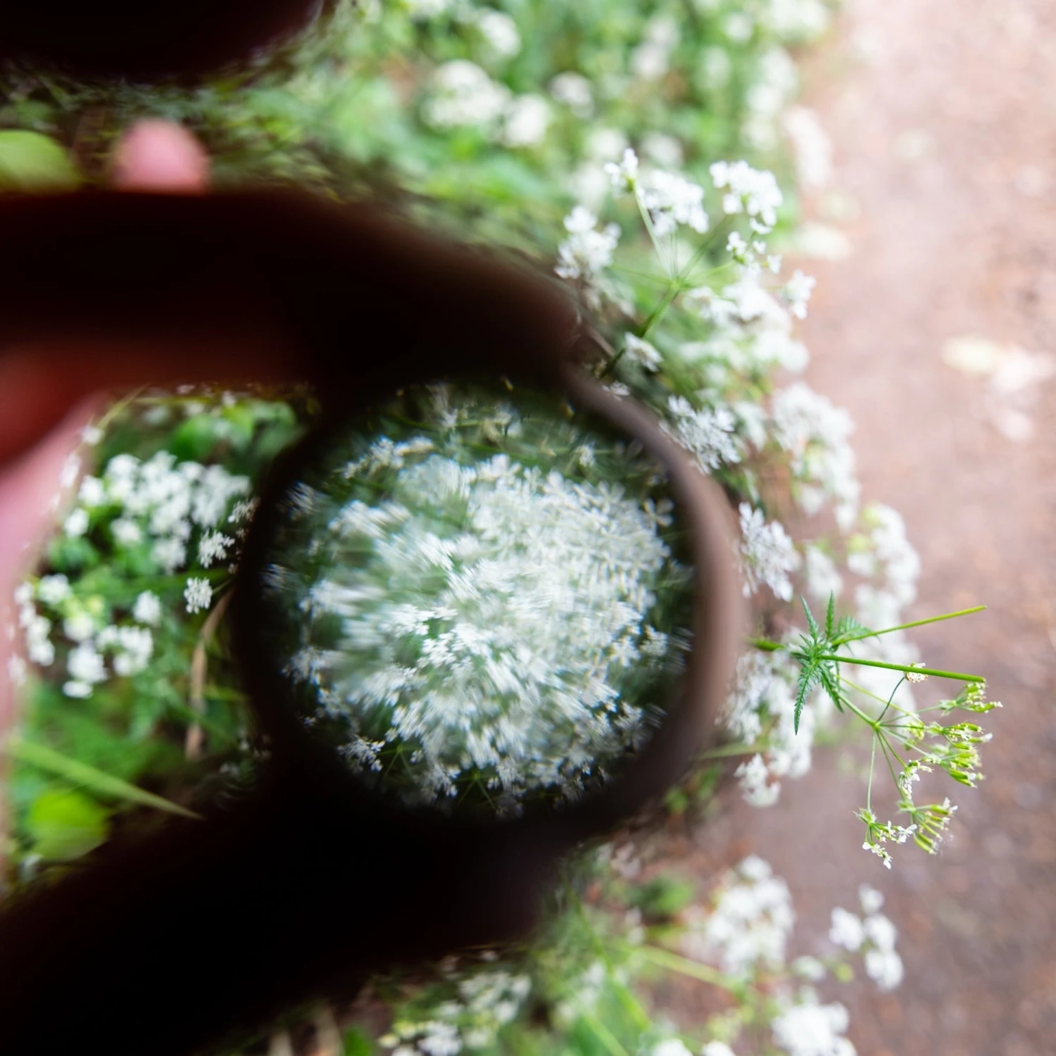 Patterns In Nature Kit 5 Patterns In Nature Kit - Image 5