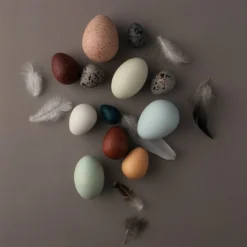 A Dozen Bird Eggs -Toy Series Store Moon Picnic A Dozen Bird Eggs 3 web