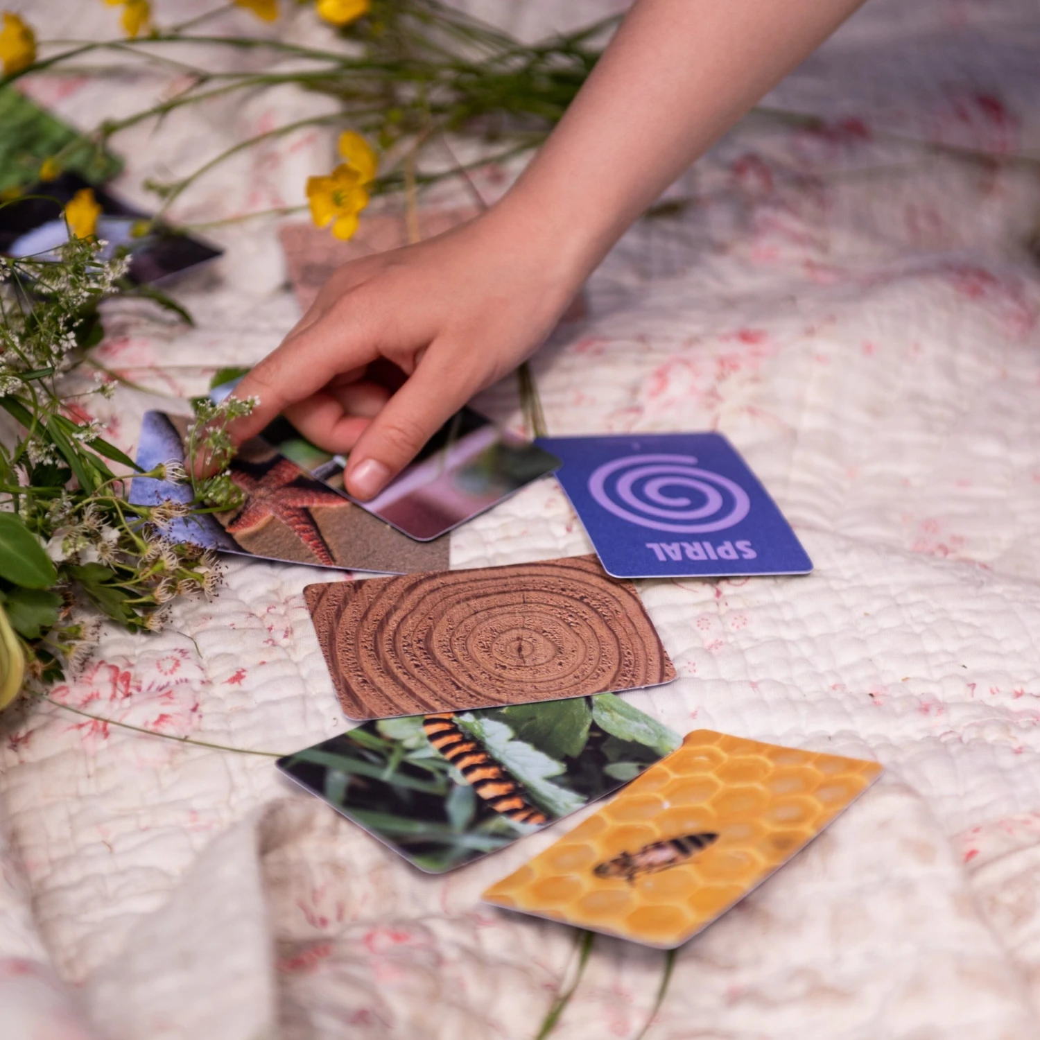 Patterns In Nature Kit 7 Patterns In Nature Kit - Image 7