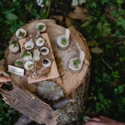 The Fairy Garden Kit -Toy Series Store Z6D 8557