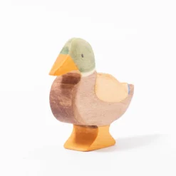 Duck | Male