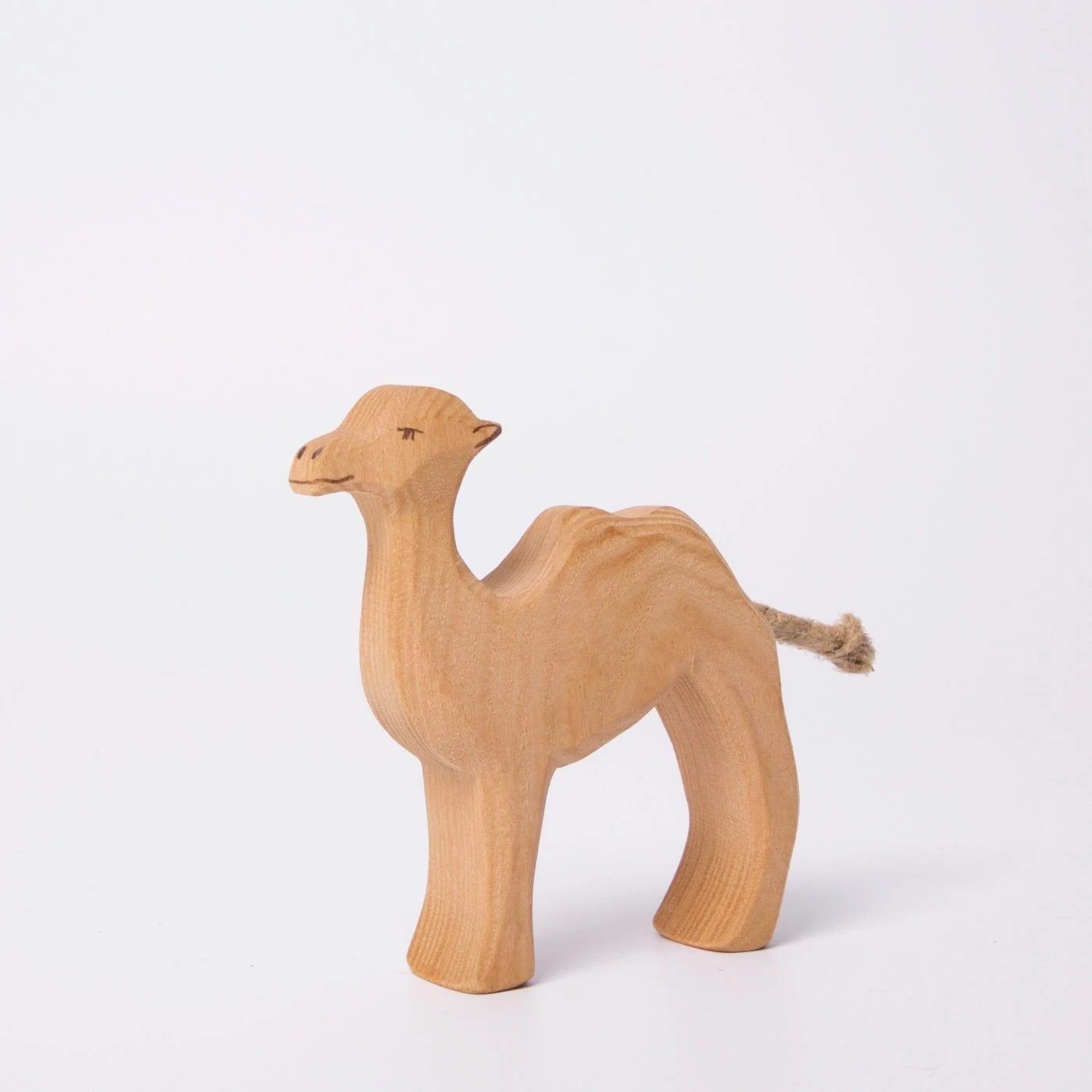 Camel | Young 1 Camel | Young