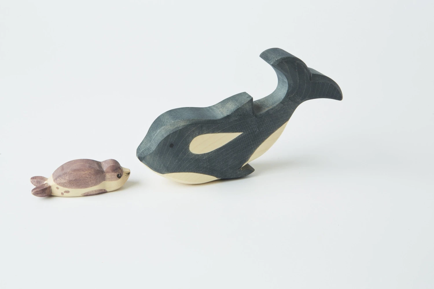 Sea Lion Young 2 Sea Lion Young - Image 2